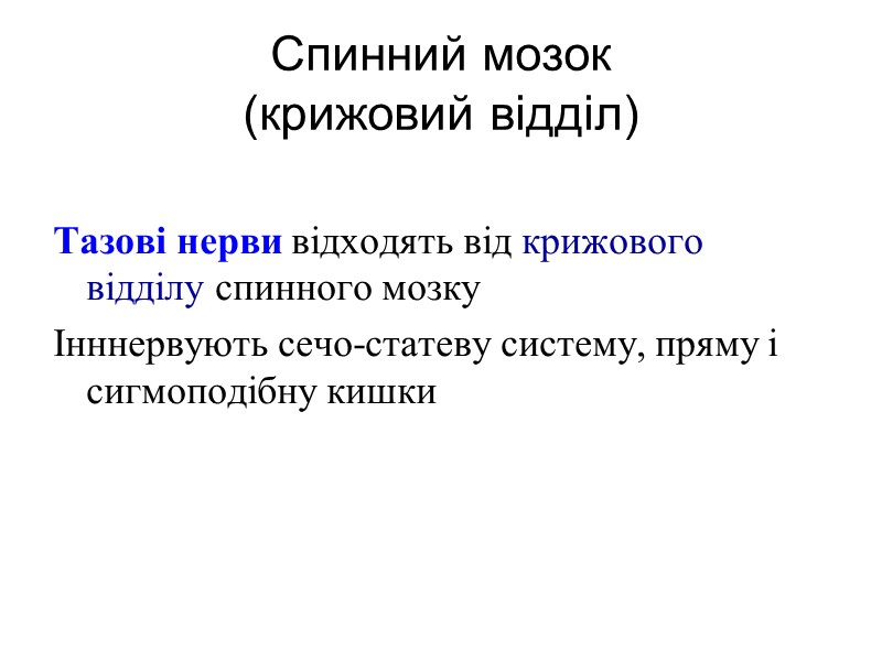 Спинний мозок  (крижовий відділ)  Тазові нерви відходять від крижового відділу спинного мозку